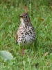 Filename=075_fotowilga~42.JPG
Filesize=329KB
Dimensions=525x700
Date added=Sep 08, 2017 075_fotowilga~42.JPG