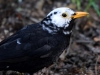 Filename=075_fotowilga~48.JPG
Filesize=249KB
Dimensions=700x525
Date added=May 01, 2018 075_fotowilga~48.JPG