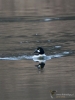 Filename=075_fotowilga~51.JPG
Filesize=276KB
Dimensions=525x700
Date added=Feb 06, 2019 075_fotowilga~51.JPG