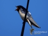 Filename=076_fotowilga~25.JPG
Filesize=54KB
Dimensions=640x475
Date added=Jul 06, 2016 076_fotowilga~25.JPG