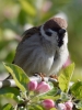 Filename=076_fotowilga~33.JPG
Filesize=256KB
Dimensions=525x700
Date added=May 01, 2017 076_fotowilga~33.JPG
