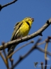 Filename=076_fotowilga~47.JPG
Filesize=221KB
Dimensions=525x700
Date added=Feb 28, 2019 076_fotowilga~47.JPG