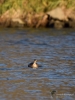 Filename=076_fotowilga~48.JPG
Filesize=262KB
Dimensions=525x700
Date added=Mar 24, 2019 076_fotowilga~48.JPG