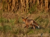 Filename=076_fotowilga~49.JPG
Filesize=373KB
Dimensions=700x525
Date added=Apr 10, 2019 076_fotowilga~49.JPG