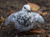Filename=076_fotowilga~56.JPG
Filesize=263KB
Dimensions=700x525
Date added=Dec 15, 2019 076_fotowilga~56.JPG