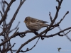 Filename=0775_fotowilga~0.JPG
Filesize=230KB
Dimensions=700x525
Date added=Jan 06, 2019 0775_fotowilga~0.JPG