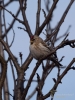 Filename=0776_fotowilga~8.JPG
Filesize=246KB
Dimensions=525x700
Date added=Jan 06, 2019 0776_fotowilga~8.JPG