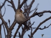Filename=0777_fotowilga~0.JPG
Filesize=229KB
Dimensions=700x525
Date added=May 11, 2019 0777_fotowilga~0.JPG