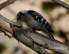 Filename=077_fotowilga~16.JPG
Filesize=104KB
Dimensions=611x480
Date added=Jan 14, 2016 077_fotowilga~16.JPG