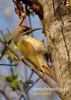 Filename=077_fotowilga~18.JPG
Filesize=91KB
Dimensions=343x480
Date added=Feb 22, 2016 077_fotowilga~18.JPG