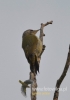 Filename=077_fotowilga~21.JPG
Filesize=54KB
Dimensions=339x480
Date added=May 18, 2016 077_fotowilga~21.JPG