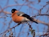 Filename=077_fotowilga~28.JPG
Filesize=77KB
Dimensions=640x480
Date added=Jan 09, 2017 077_fotowilga~28.JPG