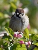 Filename=077_fotowilga~33.JPG
Filesize=245KB
Dimensions=525x700
Date added=May 01, 2017 077_fotowilga~33.JPG