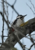 Filename=077_fotowilga~42.JPG
Filesize=204KB
Dimensions=499x700
Date added=Dec 12, 2017 077_fotowilga~42.JPG