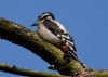 Filename=077_fotowilga~43.JPG
Filesize=218KB
Dimensions=700x500
Date added=Jan 24, 2018 077_fotowilga~43.JPG