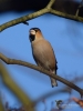 Filename=077_fotowilga~46.JPG
Filesize=221KB
Dimensions=525x700
Date added=Mar 31, 2018 077_fotowilga~46.JPG