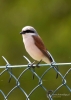Filename=077_fotowilga~48.JPG
Filesize=209KB
Dimensions=499x700
Date added=Apr 19, 2018 077_fotowilga~48.JPG