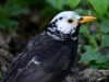 Filename=077_fotowilga~50.JPG
Filesize=250KB
Dimensions=700x525
Date added=Oct 28, 2018 077_fotowilga~50.JPG