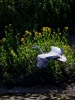 Filename=077_fotowilga~53.JPG
Filesize=287KB
Dimensions=525x700
Date added=Mar 25, 2019 077_fotowilga~53.JPG