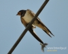 Filename=078_fotowilga~14.JPG
Filesize=68KB
Dimensions=600x480
Date added=Nov 10, 2015 078_fotowilga~14.JPG