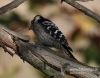 Filename=078_fotowilga~16.JPG
Filesize=104KB
Dimensions=611x480
Date added=Nov 16, 2015 078_fotowilga~16.JPG