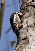 Filename=078_fotowilga~17.JPG
Filesize=86KB
Dimensions=339x480
Date added=Dec 25, 2015 078_fotowilga~17.JPG