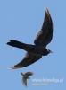 Filename=078_fotowilga~22.JPG
Filesize=36KB
Dimensions=357x480
Date added=May 12, 2016 078_fotowilga~22.JPG