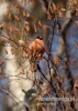 Filename=078_fotowilga~29.JPG
Filesize=73KB
Dimensions=343x480
Date added=Nov 30, 2016 078_fotowilga~29.JPG