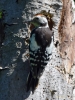 Filename=078_fotowilga~34.JPG
Filesize=343KB
Dimensions=525x700
Date added=Jan 05, 2019 078_fotowilga~34.JPG