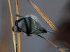 Filename=078_fotowilga~50.JPG
Filesize=206KB
Dimensions=700x525
Date added=Feb 24, 2018 078_fotowilga~50.JPG