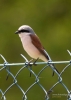 Filename=078_fotowilga~55.JPG
Filesize=206KB
Dimensions=499x700
Date added=Feb 05, 2019 078_fotowilga~55.JPG