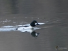 Filename=078_fotowilga~56.JPG
Filesize=244KB
Dimensions=700x525
Date added=Feb 06, 2019 078_fotowilga~56.JPG