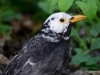 Filename=078_fotowilga~57.JPG
Filesize=268KB
Dimensions=700x525
Date added=Mar 08, 2019 078_fotowilga~57.JPG