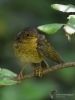Filename=078_fotowilga~66.JPG
Filesize=275KB
Dimensions=525x700
Date added=Dec 29, 2019 078_fotowilga~66.JPG