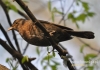 Filename=079_fotowilga~11.JPG
Filesize=77KB
Dimensions=640x452
Date added=Jan 21, 2015 079_fotowilga~11.JPG