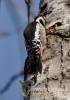Filename=079_fotowilga~27.JPG
Filesize=85KB
Dimensions=339x480
Date added=Mar 22, 2016 079_fotowilga~27.JPG