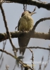 Filename=079_fotowilga~28.JPG
Filesize=71KB
Dimensions=343x480
Date added=Apr 24, 2016 079_fotowilga~28.JPG