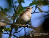 Filename=079_fotowilga~37.JPG
Filesize=75KB
Dimensions=611x480
Date added=Aug 02, 2016 079_fotowilga~37.JPG