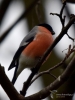Filename=079_fotowilga~52.JPG
Filesize=248KB
Dimensions=525x700
Date added=Feb 13, 2018 079_fotowilga~52.JPG