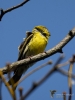 Filename=079_fotowilga~57.JPG
Filesize=214KB
Dimensions=525x700
Date added=Feb 24, 2019 079_fotowilga~57.JPG