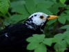 Filename=079_fotowilga~58.JPG
Filesize=251KB
Dimensions=700x525
Date added=Mar 03, 2019 079_fotowilga~58.JPG