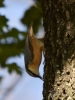 Filename=079_fotowilga~62.JPG
Filesize=245KB
Dimensions=525x700
Date added=Jul 25, 2019 079_fotowilga~62.JPG