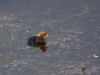 Filename=079_fotowilga~64.JPG
Filesize=265KB
Dimensions=700x525
Date added=Nov 13, 2019 079_fotowilga~64.JPG