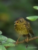 Filename=079_fotowilga~68.JPG
Filesize=271KB
Dimensions=525x700
Date added=Dec 26, 2019 079_fotowilga~68.JPG
