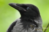 Filename=0806_fotowilga~3.JPG
Filesize=81KB
Dimensions=640x427
Date added=Dec 03, 2015 0806_fotowilga~3.JPG