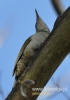 Filename=080_fotowilga~11.JPG
Filesize=68KB
Dimensions=339x480
Date added=Nov 16, 2015 080_fotowilga~11.JPG