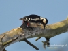Filename=080_fotowilga~13.JPG
Filesize=87KB
Dimensions=640x480
Date added=Jan 09, 2016 080_fotowilga~13.JPG