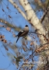 Filename=080_fotowilga~27.JPG
Filesize=63KB
Dimensions=343x480
Date added=Dec 04, 2016 080_fotowilga~27.JPG