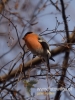 Filename=080_fotowilga~30.JPG
Filesize=66KB
Dimensions=360x480
Date added=Dec 25, 2016 080_fotowilga~30.JPG