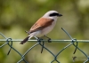 Filename=080_fotowilga~40.JPG
Filesize=211KB
Dimensions=700x500
Date added=Feb 09, 2019 080_fotowilga~40.JPG